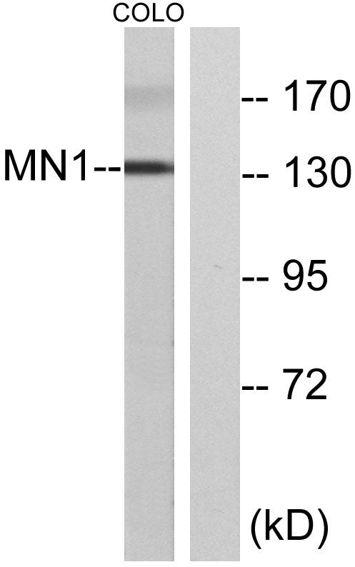 MN1 Rabbit Polyclonal Antibody