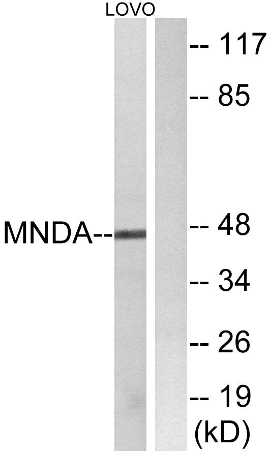 MNDA Rabbit Polyclonal Antibody