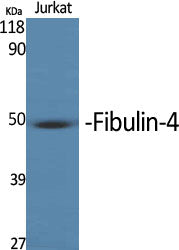 MNT Rabbit Polyclonal Antibody