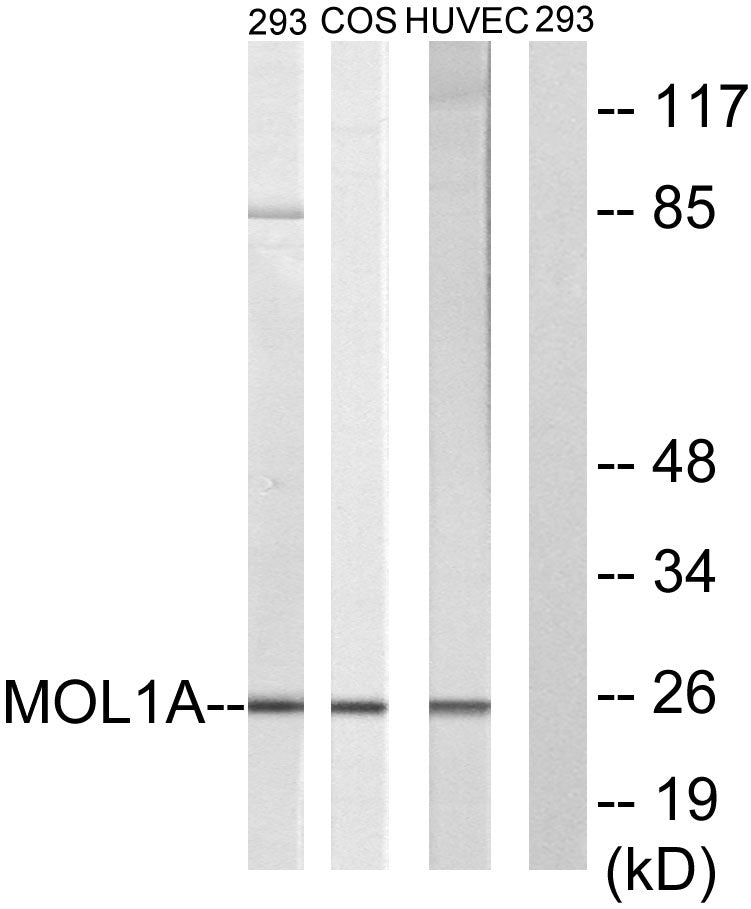 Mob1A Rabbit Polyclonal Antibody