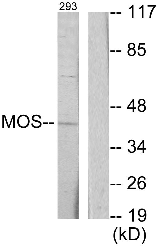Mos Rabbit Polyclonal Antibody