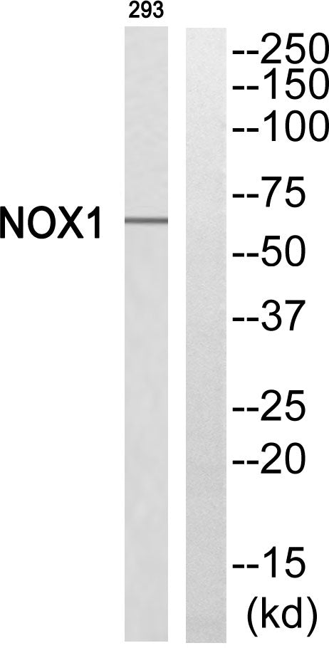 Mox1 Rabbit Polyclonal Antibody