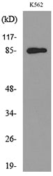 MPO Rabbit Polyclonal Antibody