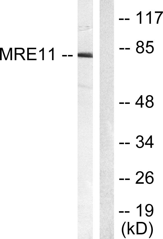 MRE11 Rabbit Polyclonal Antibody