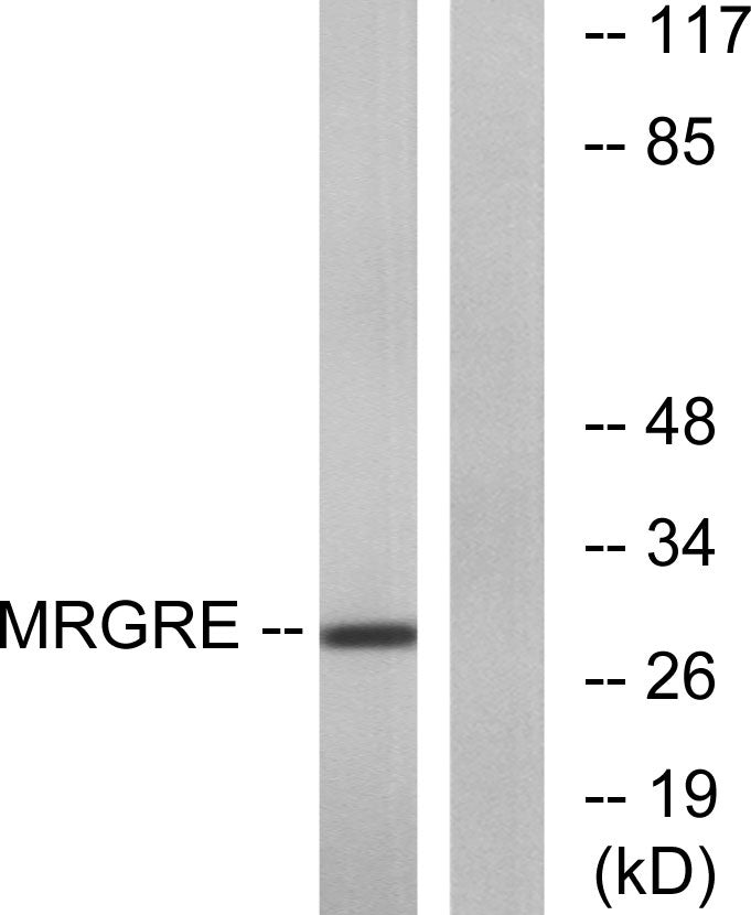 MRGE Rabbit Polyclonal Antibody