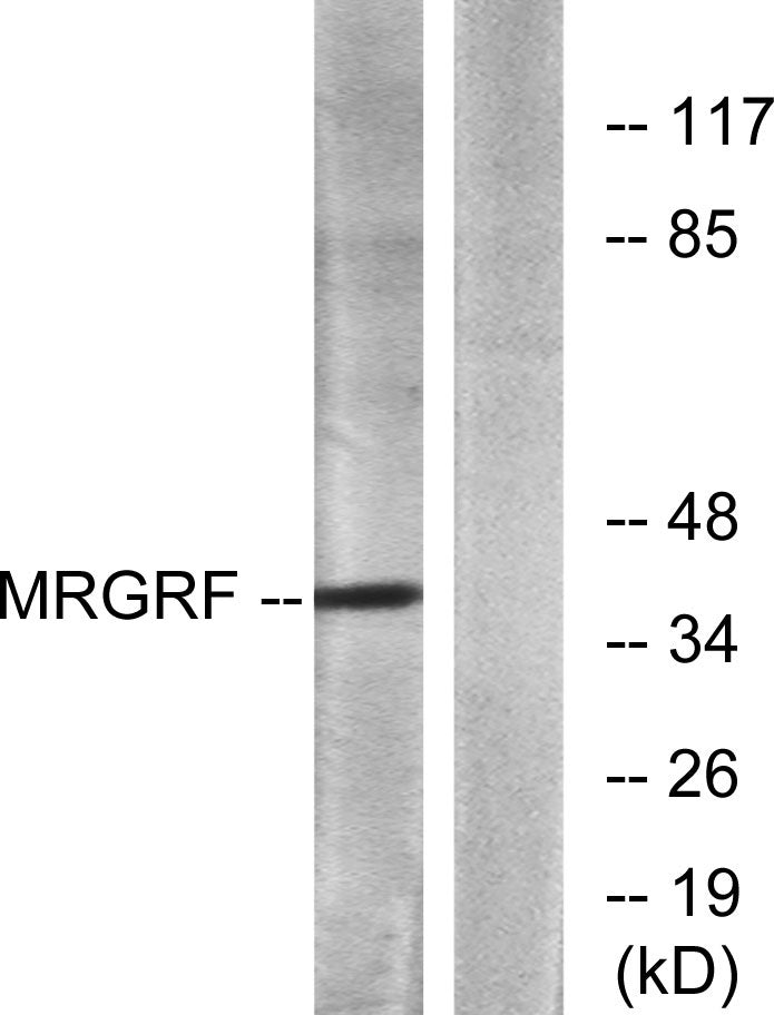 MRGF Rabbit Polyclonal Antibody