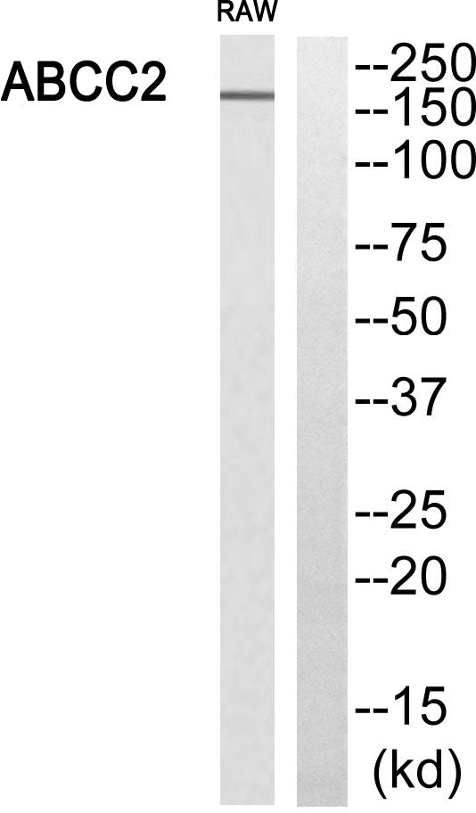 MRP2 Rabbit Polyclonal Antibody