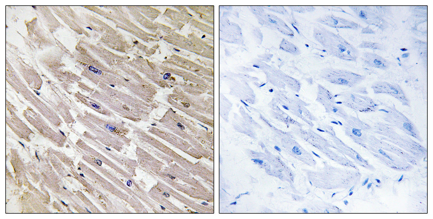 MRP-L16 Rabbit Polyclonal Antibody