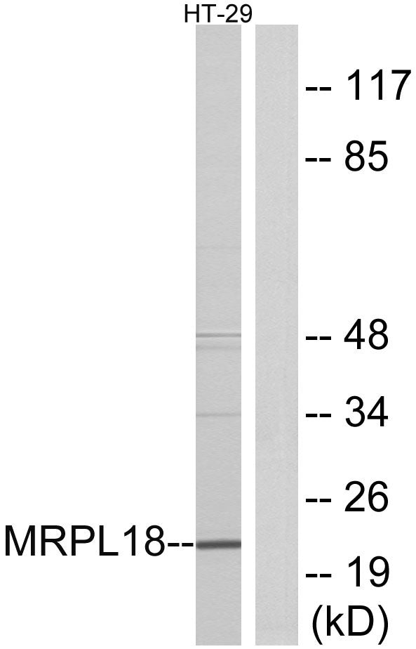 MRP-L18 Rabbit Polyclonal Antibody