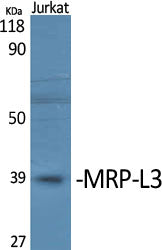 MRP-L3 Rabbit Polyclonal Antibody