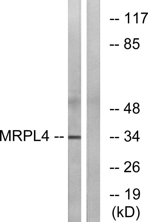 MRP-L4 Rabbit Polyclonal Antibody