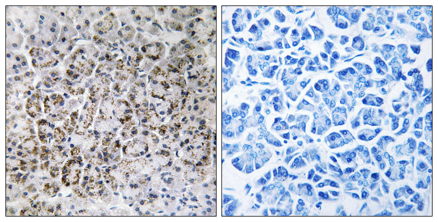 MRP-L40 Rabbit Polyclonal Antibody