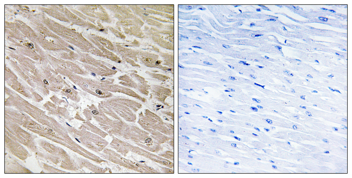 MRP-L46 Rabbit Polyclonal Antibody