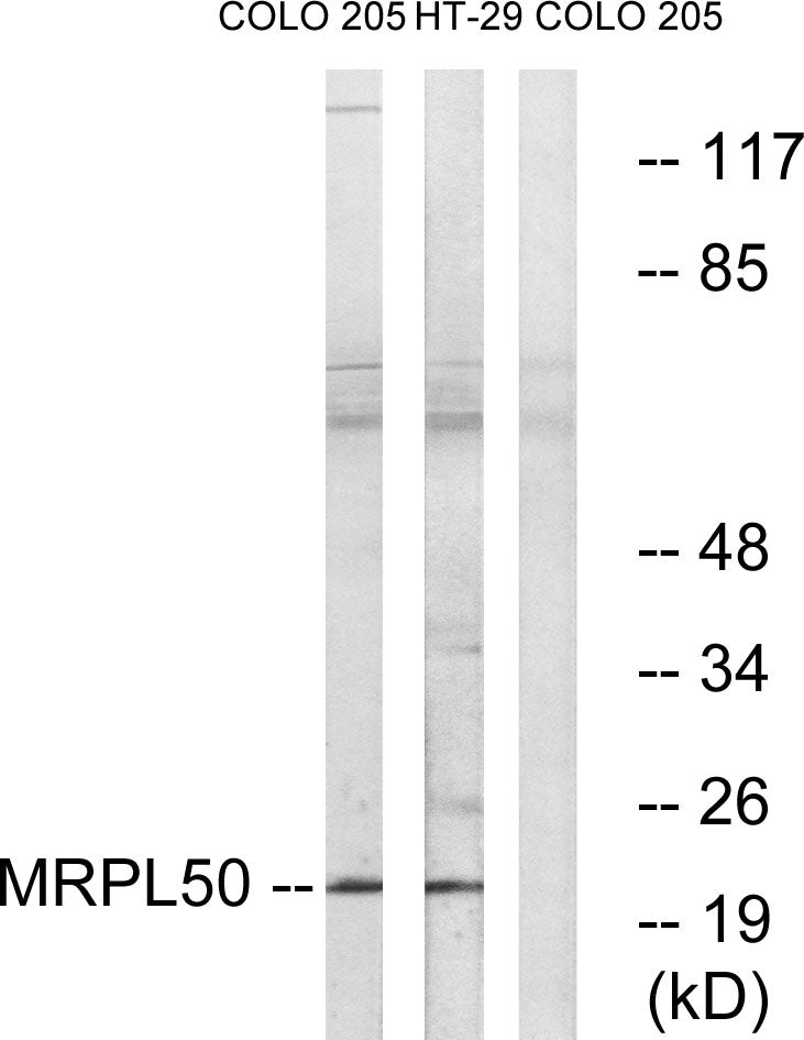 MRP-L50 Rabbit Polyclonal Antibody