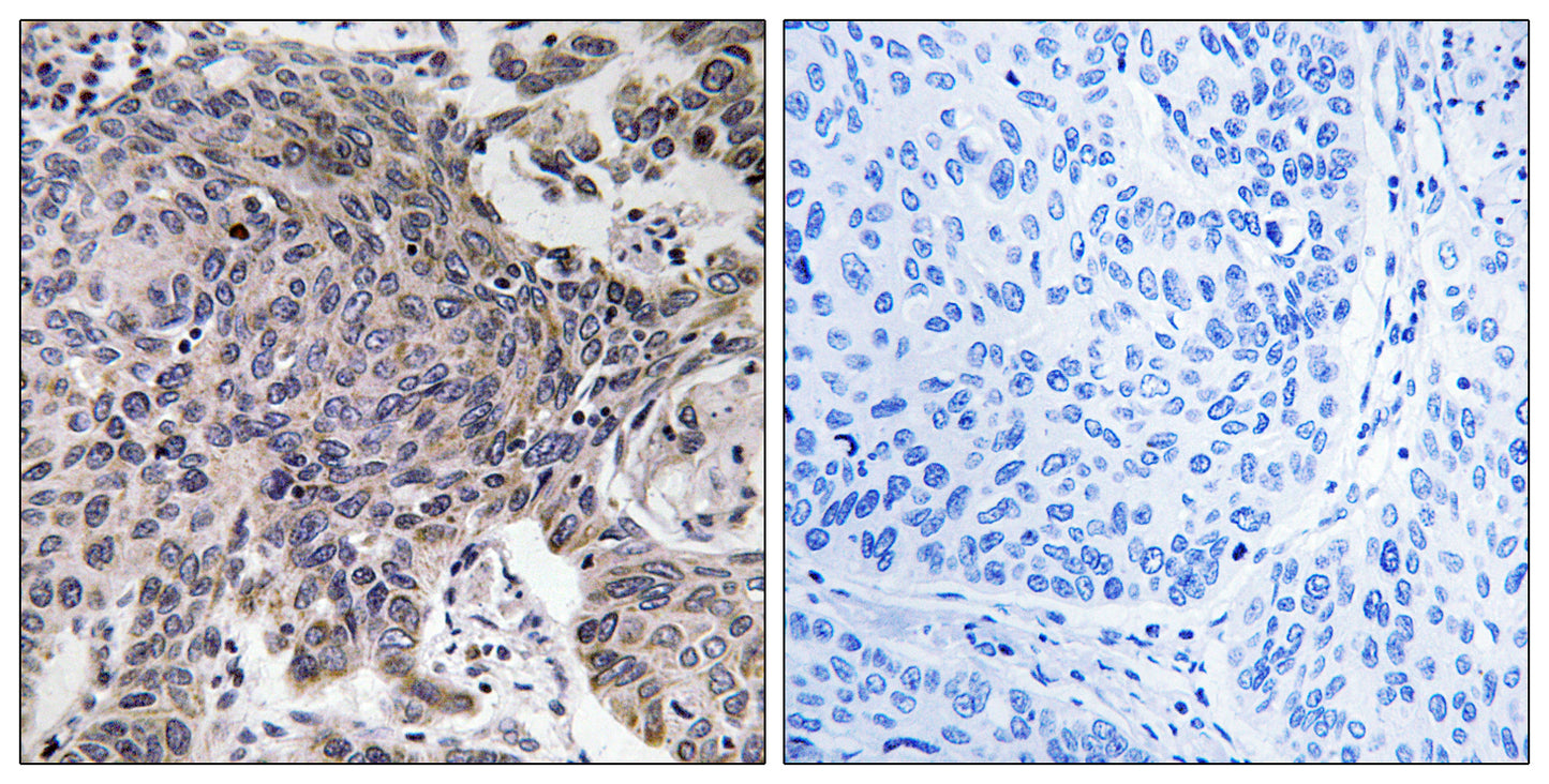 MRP-L54 Rabbit Polyclonal Antibody