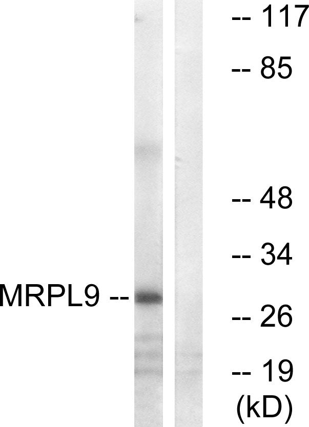 MRP-L9 Rabbit Polyclonal Antibody