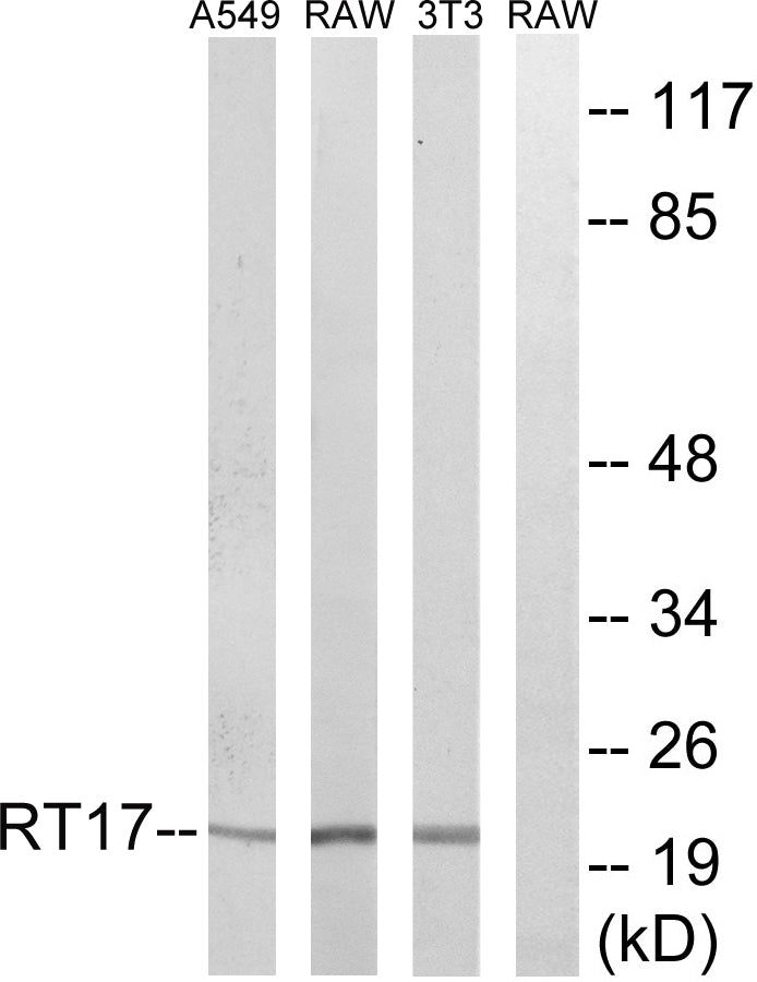 MRP-S17 Rabbit Polyclonal Antibody