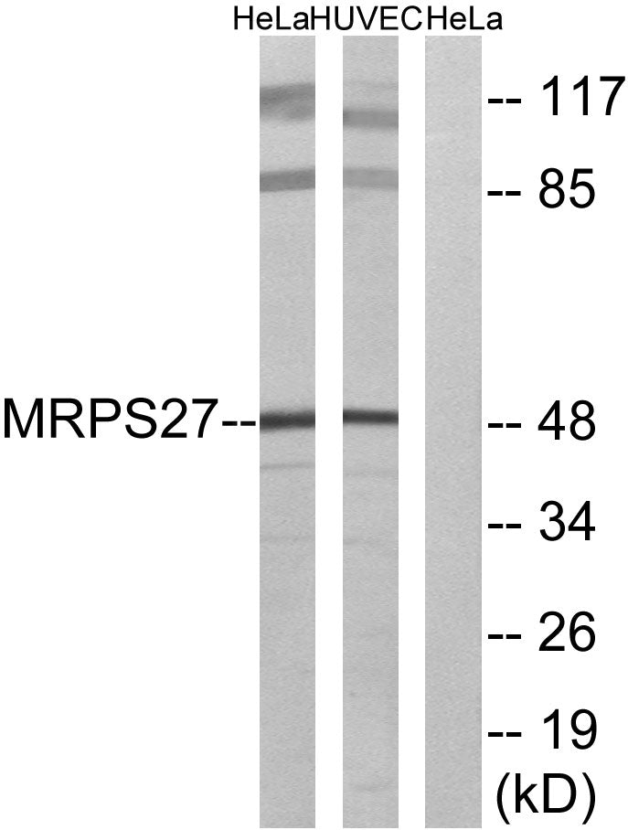 MRP-S27 Rabbit Polyclonal Antibody