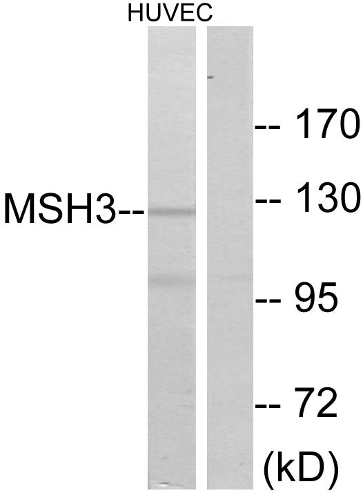 MSH3 Rabbit Polyclonal Antibody