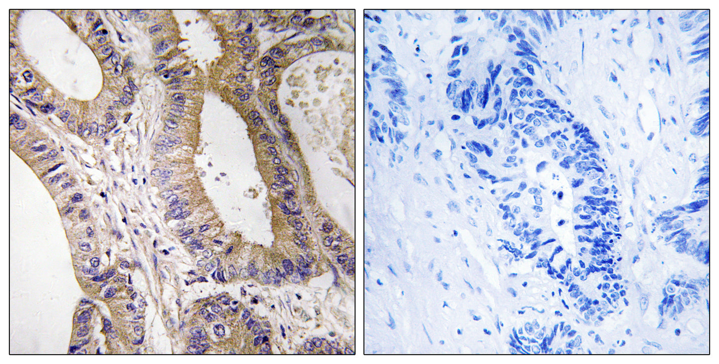 MST-3 Rabbit Polyclonal Antibody