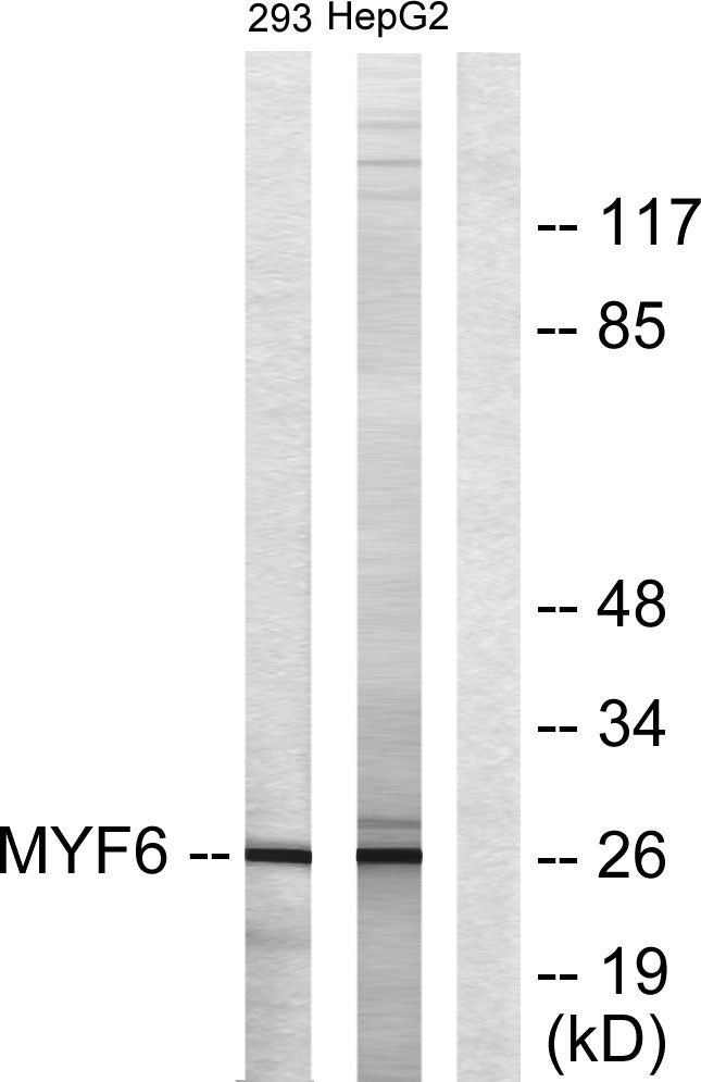 Myf-6 Rabbit Polyclonal Antibody