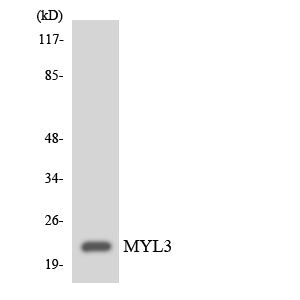 MYL3 Rabbit Polyclonal Antibody