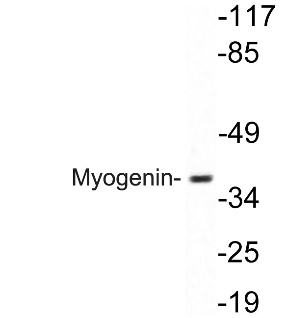 Myogenin Rabbit Polyclonal Antibody