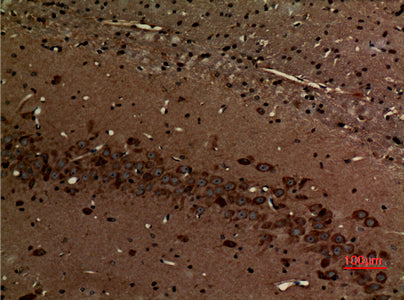 Myosin VI Rabbit Polyclonal Antibody