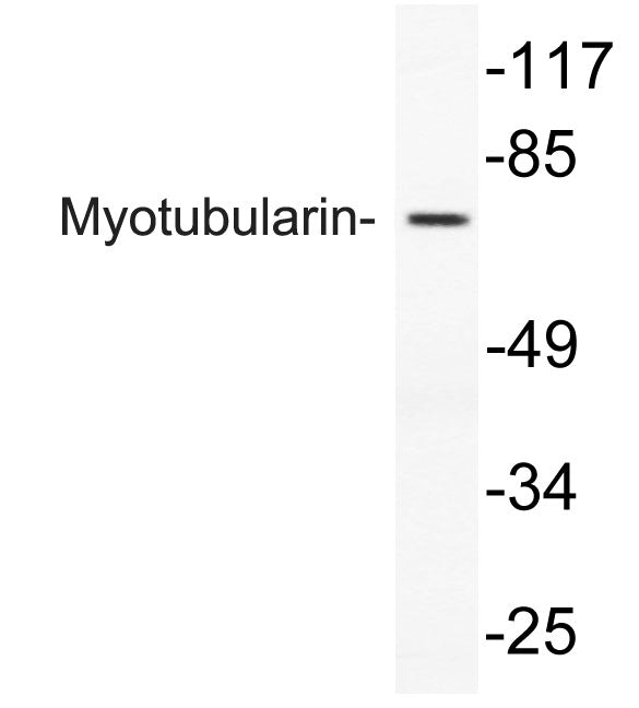 Myotubularin Rabbit Polyclonal Antibody