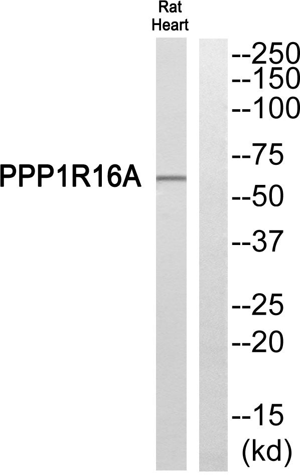 MYPT3 Rabbit Polyclonal Antibody