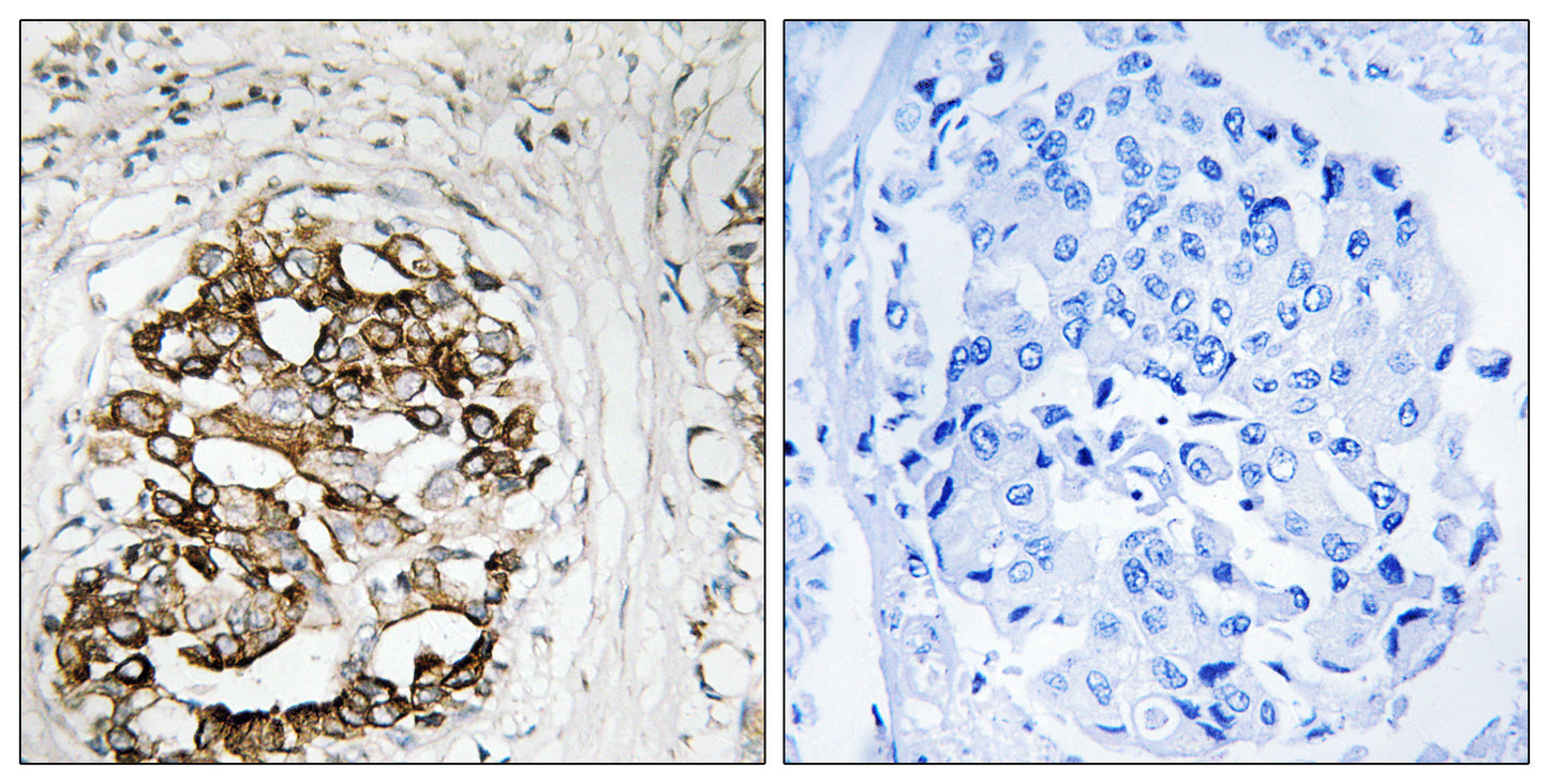 Myt 1 Rabbit Polyclonal Antibody