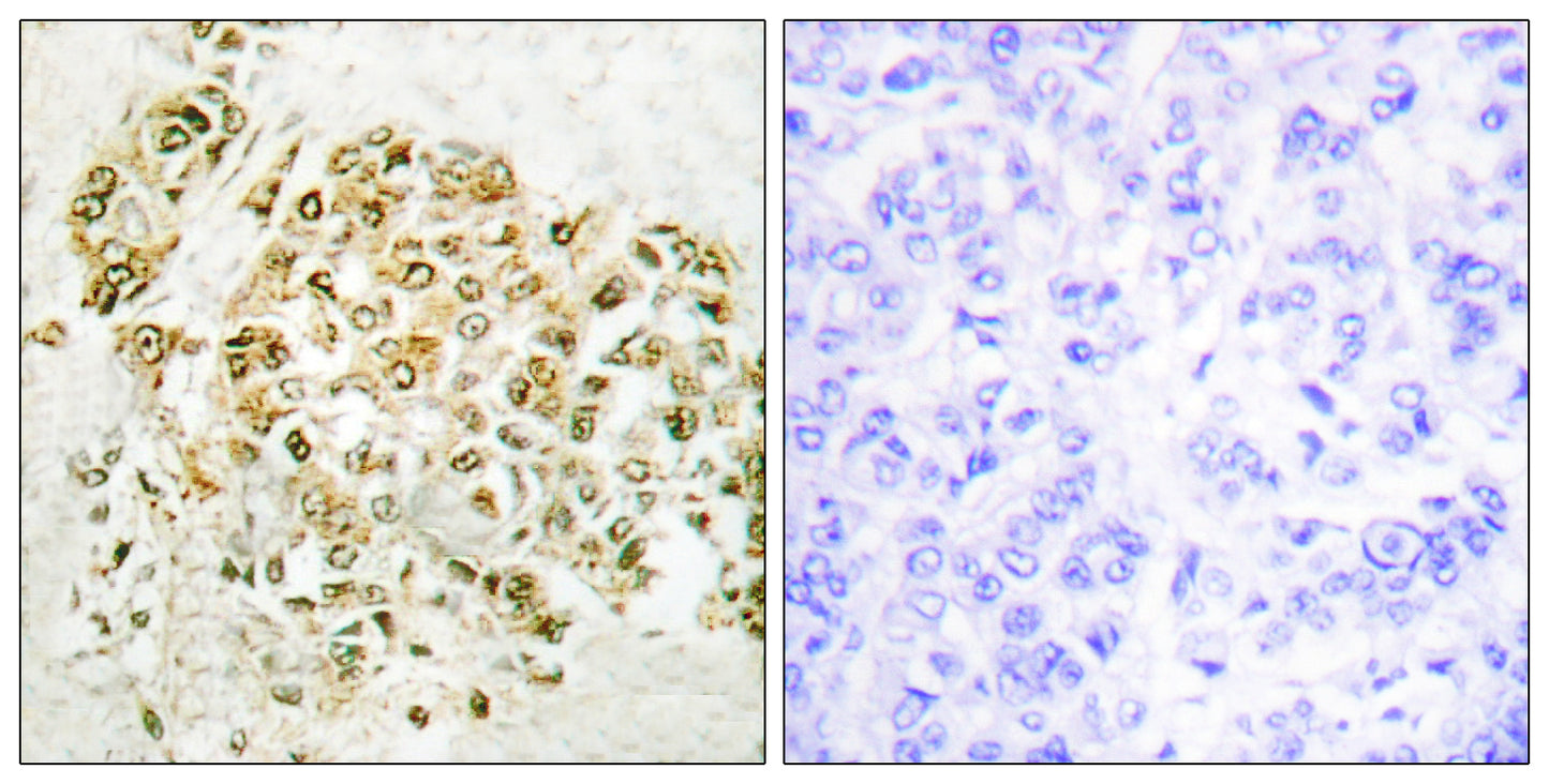 MZF-1 Rabbit Polyclonal Antibody
