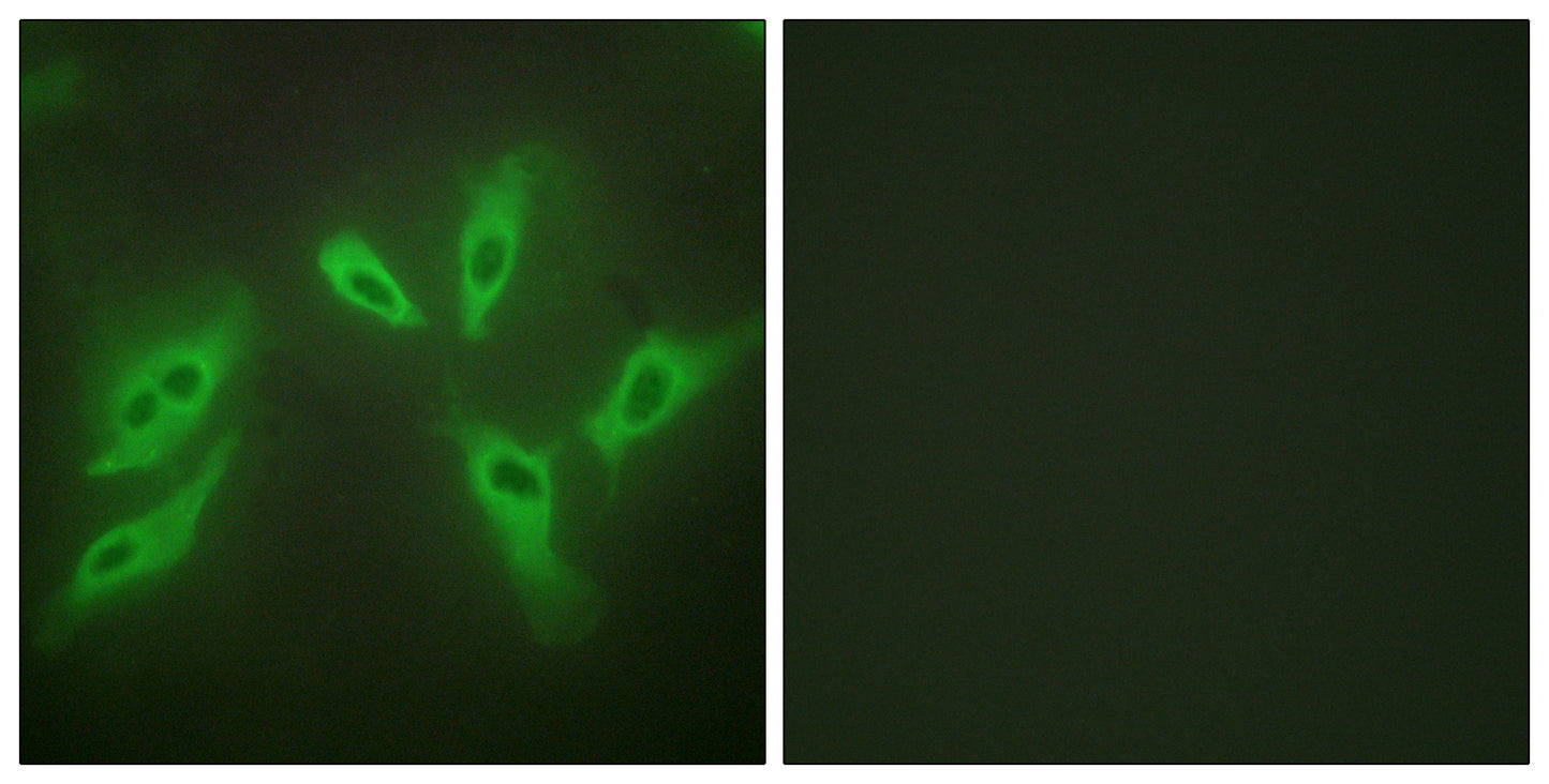 N33 Rabbit Polyclonal Antibody