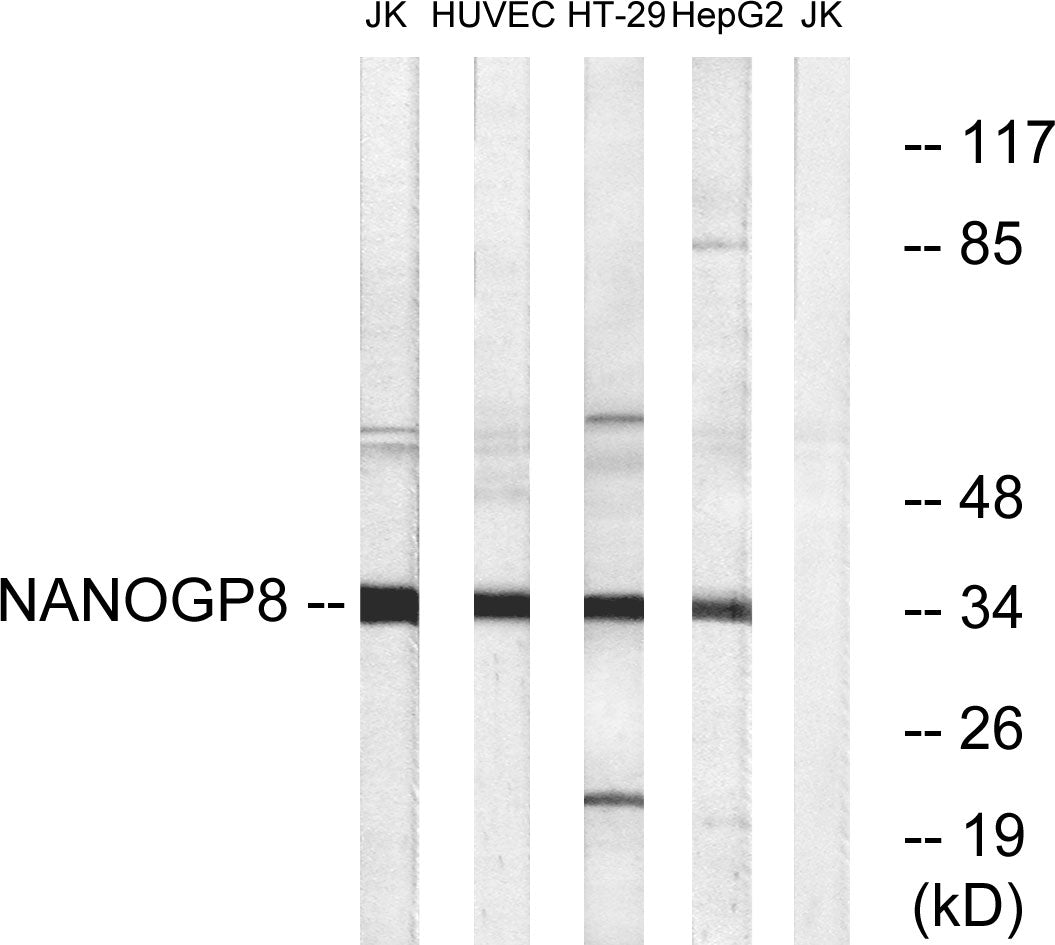 Nanog P8 Rabbit Polyclonal Antibody