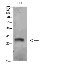 Nanos Homologue 1 (NANOS1) Rabbit Polyclonal Antibody