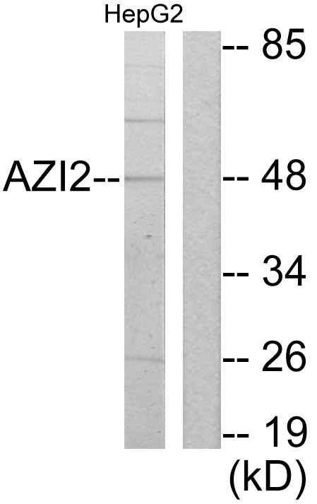 Nap1 Rabbit Polyclonal Antibody