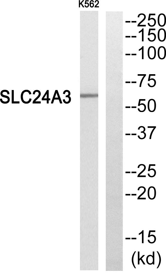 NCKX3 Rabbit Polyclonal Antibody