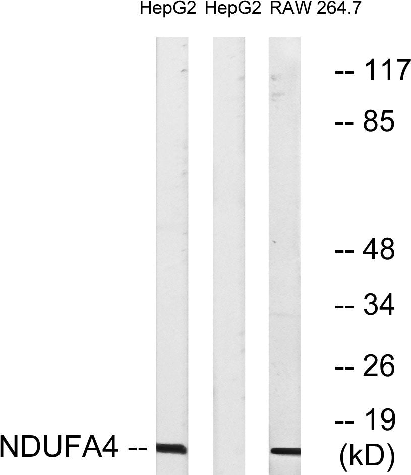NDUFA4 Rabbit Polyclonal Antibody