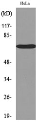 Nectin 3 Rabbit Polyclonal Antibody