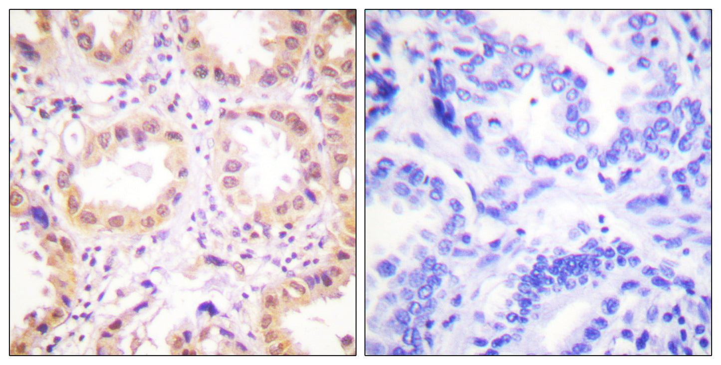 Neddylin Rabbit Polyclonal Antibody