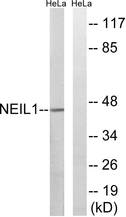 NEIL1 Rabbit Polyclonal Antibody