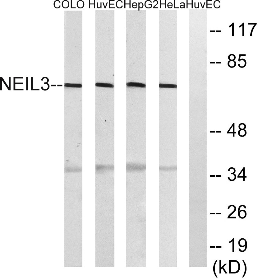 NEIL3 Rabbit Polyclonal Antibody