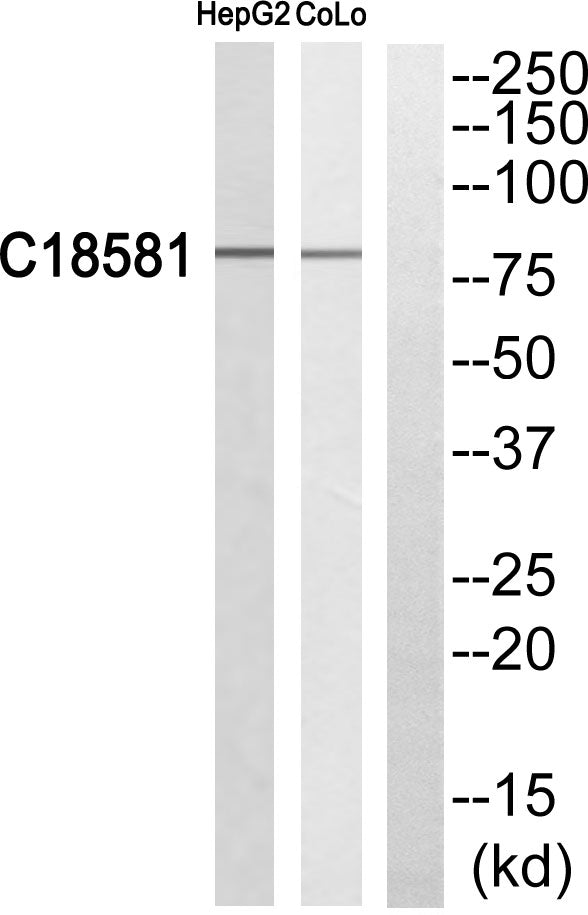 Nek5 Rabbit Polyclonal Antibody