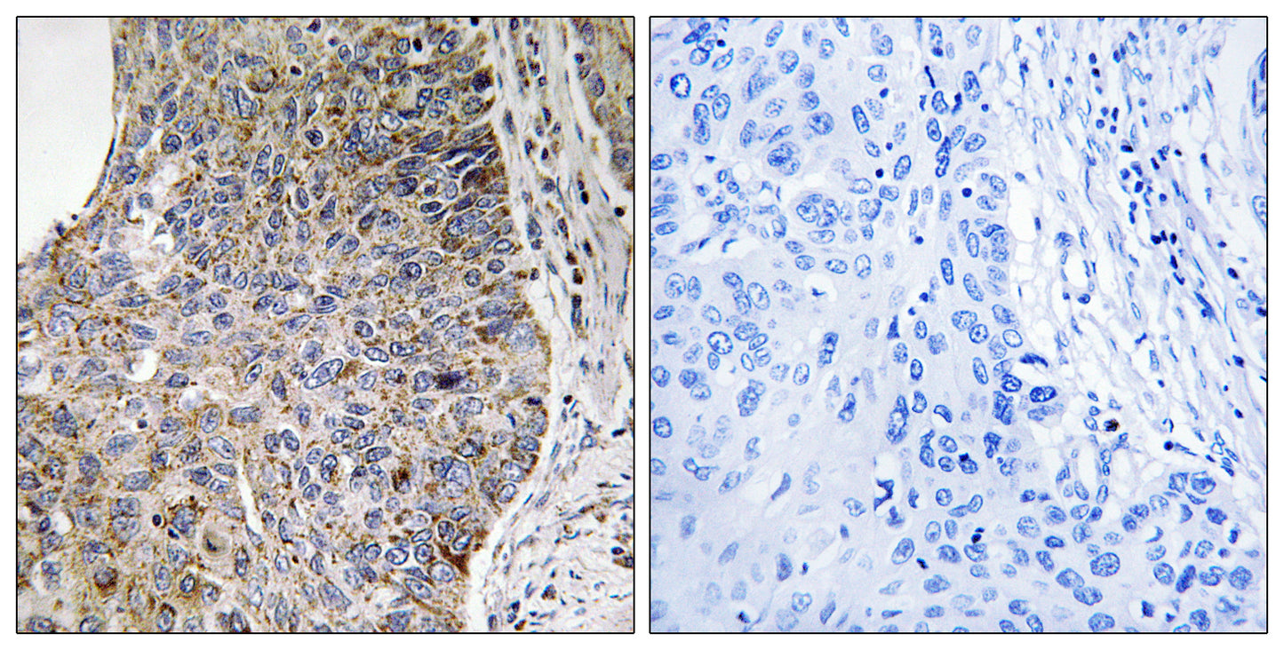 Nek7 Rabbit Polyclonal Antibody