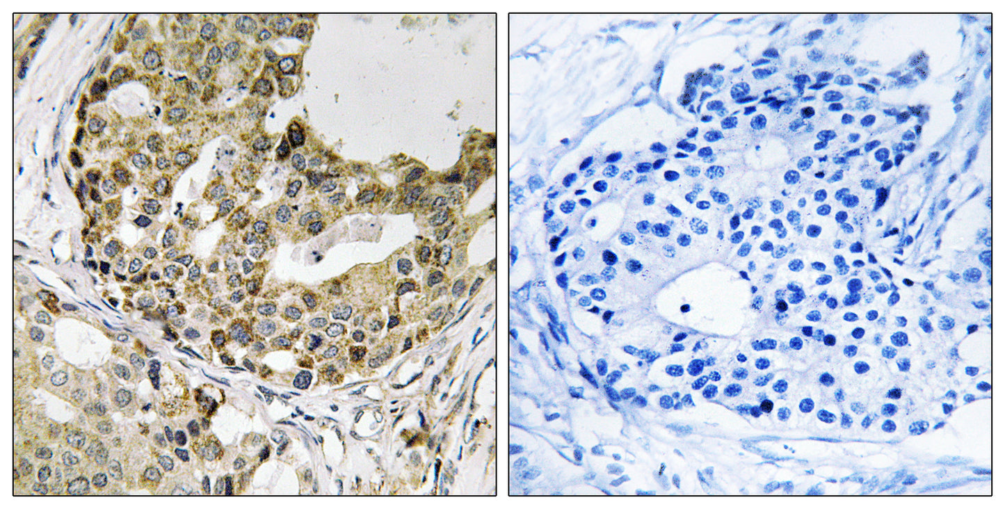 Neurexophilin-1 Rabbit Polyclonal Antibody