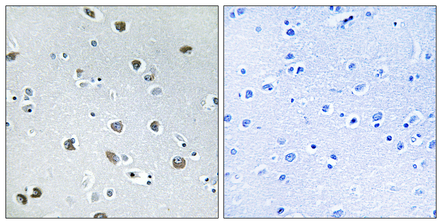 Neurexophilin-4 Rabbit Polyclonal Antibody
