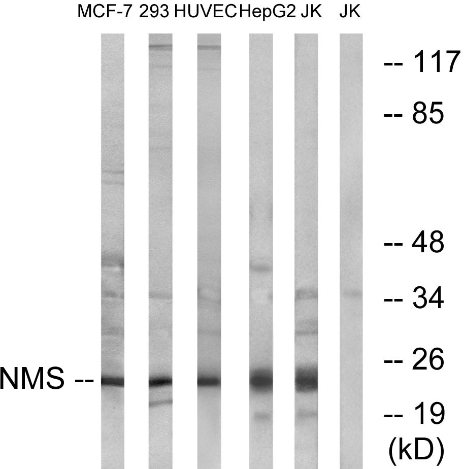 Neuromedin-S Rabbit Polyclonal Antibody