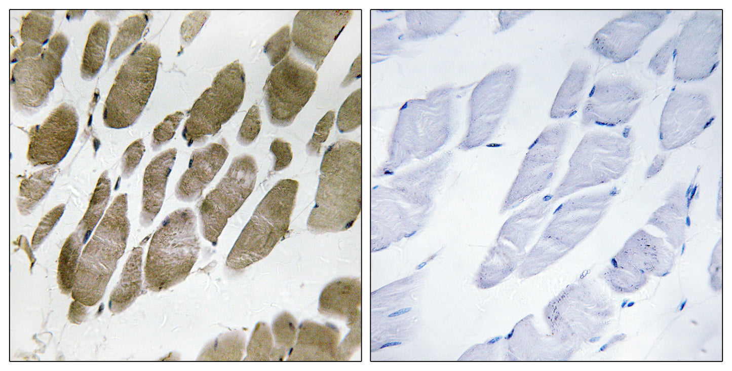 Neuromedin-U Rabbit Polyclonal Antibody