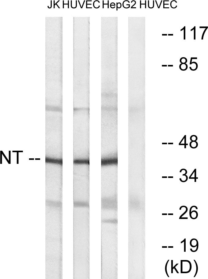 Neurotrimin Rabbit Polyclonal Antibody