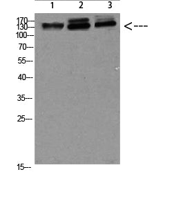 NFAT5 Rabbit Polyclonal Antibody